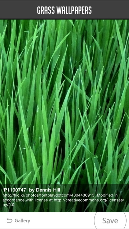 Grass Wallpapers