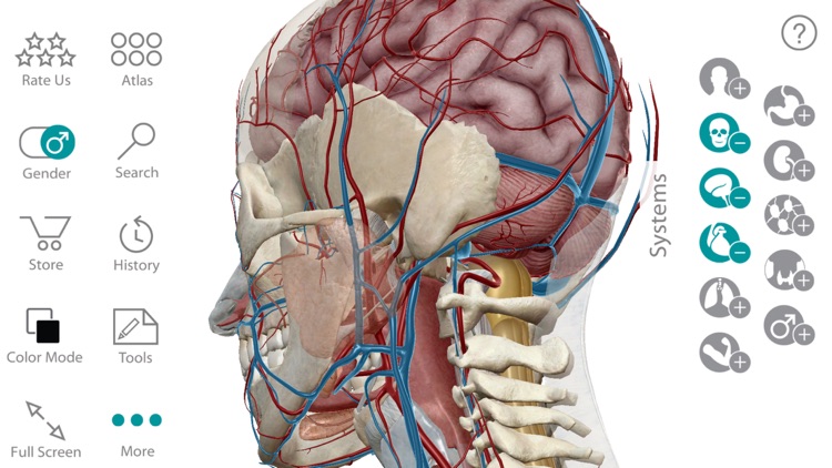 Human Anatomy Atlas 7 for Springer – 3D Anatomical Model of the Human Body