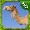 Camel Simulator - HD
