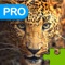 Big Cats Puzzle Pro - Forge The Jigsaw From Unscrambled Pieces