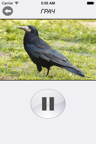 Птицы России - золотые голоса родной природы screenshot 3