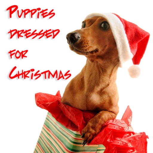 Puppies Dressed For Christmas Unlimited Wallpapers icon
