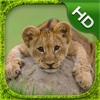 Lion Cub Simulator - HD
