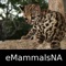 Mammals of North, Central & South America - A Mammal App