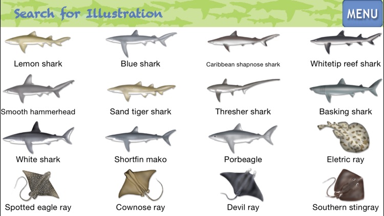 Sharks & Rays - Identification Guide
