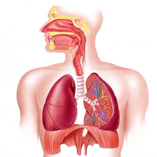 Human Body : Respiratory System Trivia Icon