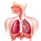 Human Body : Respiratory System Trivia