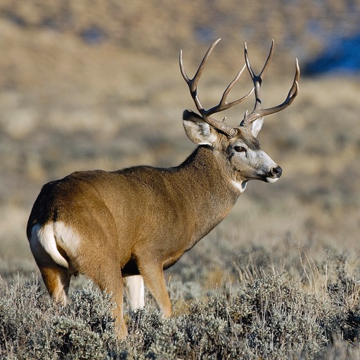 Deer Hunting Safari Sniper Icon