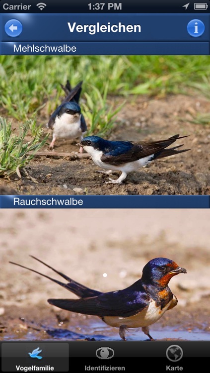 Vogel Id Österreich - Vögel Erkennen und Bestimmen in Natur und Garten screenshot-4