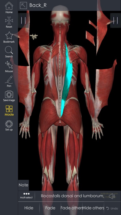 IB Muscle