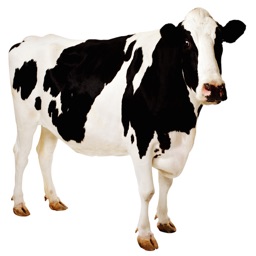 Cow Sound Effects, Ringtones, and Alarms from the Farm to You