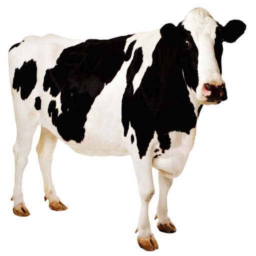 Cow Sound Effects, Ringtones, and Alarms from the Farm to You iOS App