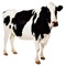 Cattle—colloquially cows—are the most common type of large domesticated ungulates