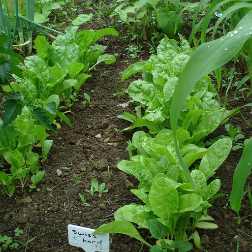 Make Your Own Veg Garden