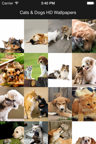 Cats & Dogs Hd Wallpapers and Backgrounds screenshot 3