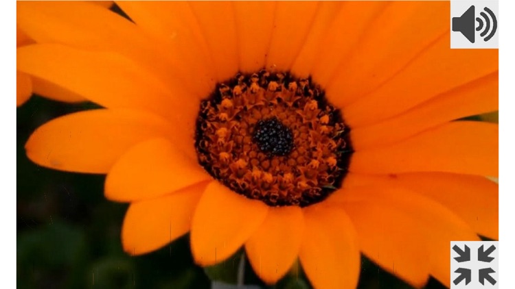 Flowers (Breathing Games)