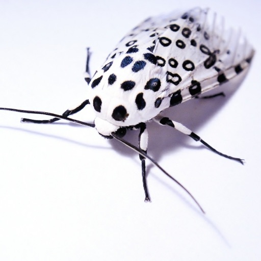 Animals and Insects