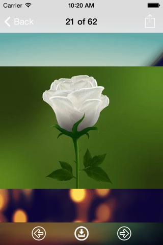 Flowers Wallpaper: Best HD Wallpapers screenshot 2