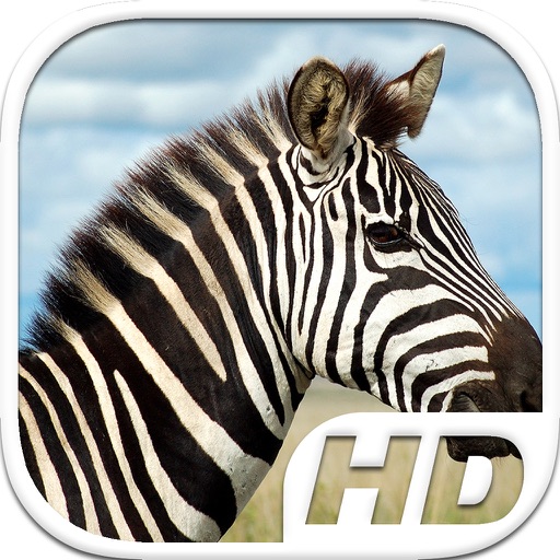 Zebra Simulator HD Animal Life icon