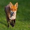 Fox Sounds - Amazing Sound Effect Ringtones and More