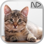 Мои питомцы. Кошки