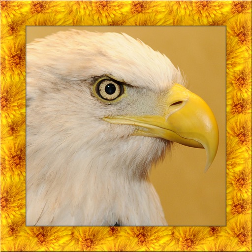 Bald Eagle Simulator iOS App