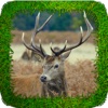 Deer Hunting Forest: Trophy Hunter