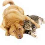 Cats  Dogs Hd Wallpapers and Backgrounds