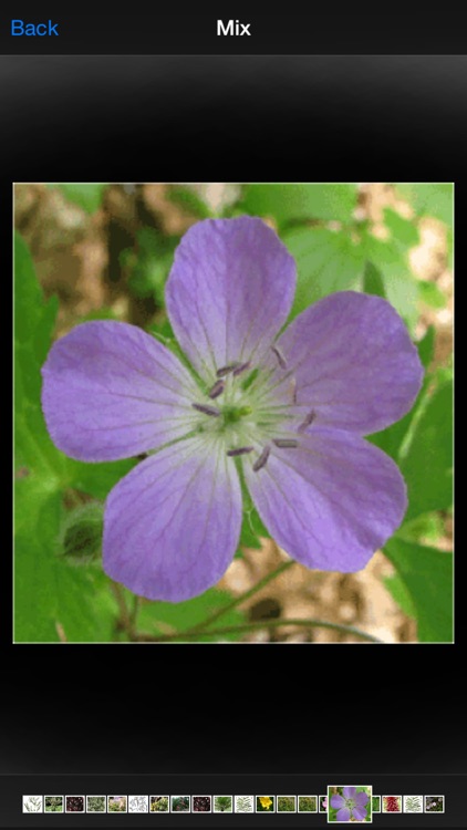 Herbalism