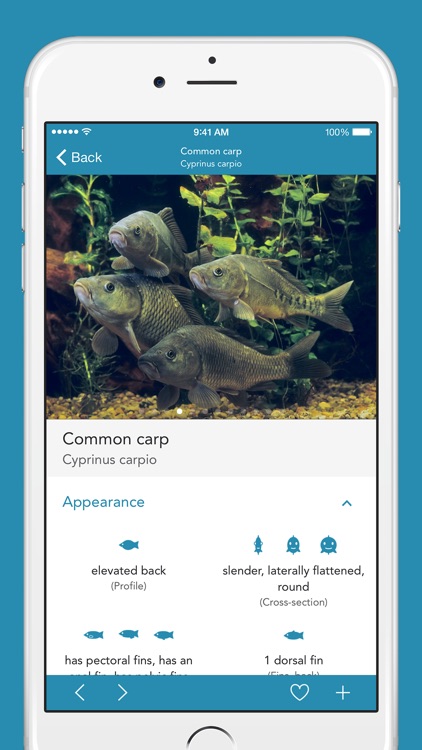 Fishes 2 PRO - The Field Guide to Central European Inland Waters, the Baltic Sea and the North Sea