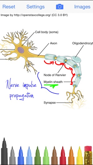 DrawAnatomy