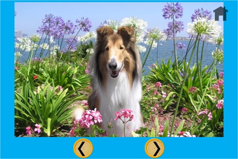 dogs and games for kids - no ads screenshot 3