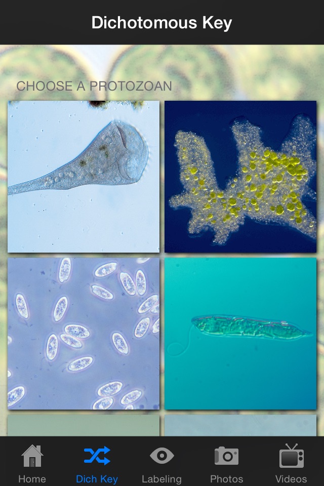 Protozoan Identification screenshot 2