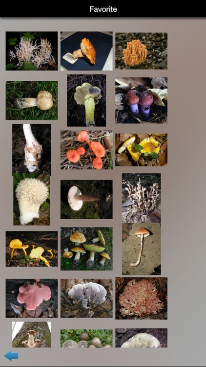 Mushrooms Info screenshot-4