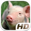 Pig Simulator HD Animal Life