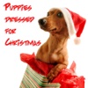 Puppies Dressed For Christmas Unlimited Wallpapers