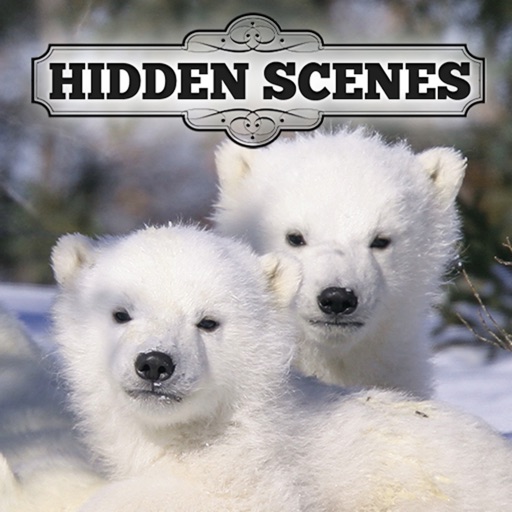 Hidden Scenes - Polar Bears iOS App