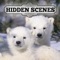 Hidden Scenes - Polar Bears