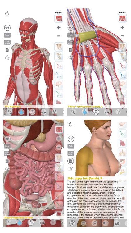 3D Organon Anatomy screenshot-0