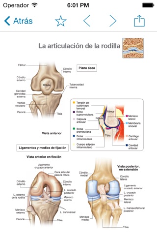 Miniatlas Joint Diseases screenshot 2