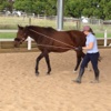 Horse Training