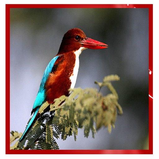 Picture Quiz : Birds icon