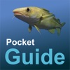 Pocket Guide UK Sea Fishing Plus