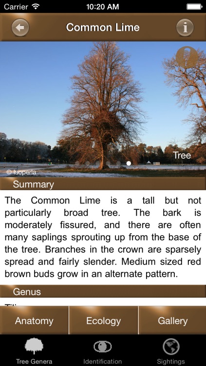 Winter TreeId - British Isles Tree Guide