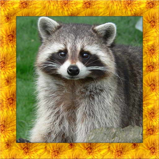 Raccoon Simulator 3D Icon