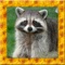 Raccoon Simulator 3D