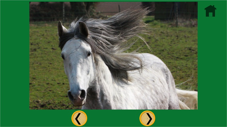 horses of my kids - free game screenshot-4