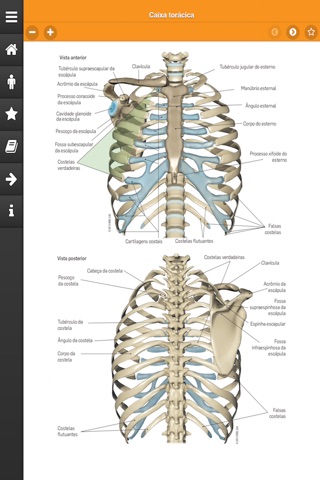 Atlas Médico Sistema Respiratório screenshot 3
