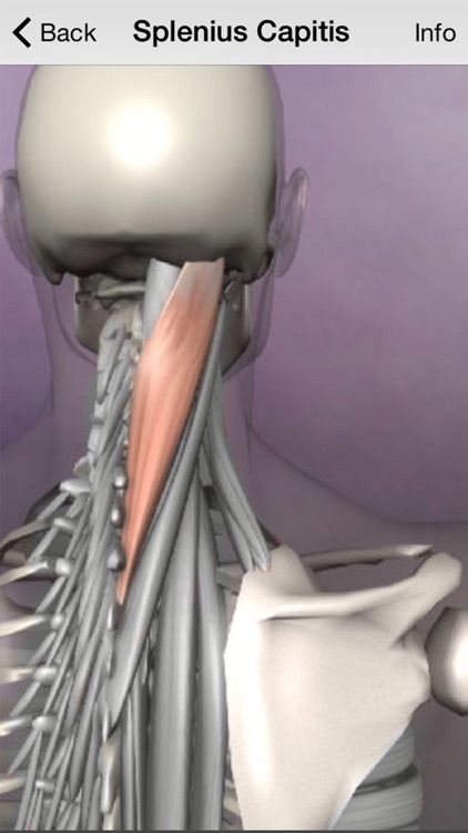 Learn Muscles : Anatomy Quiz & Reference screenshot-3