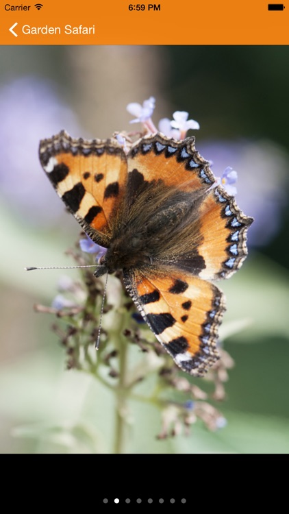 Gardensafari Moths and Butterflies